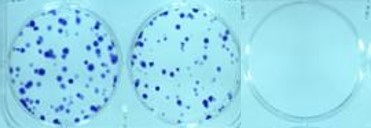細胞毒性試験：コロニー形成法でのコロニー染色像