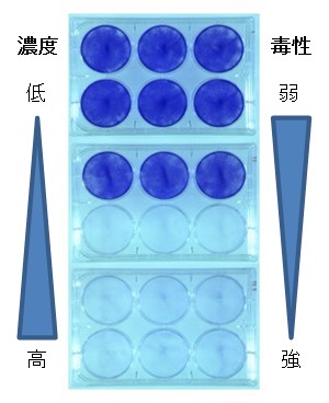 細胞毒性試験：Elution testでの細胞染色像