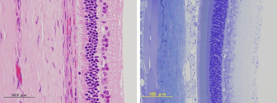 左図 > 病理学的検査：ウサギ網膜（HE染色標本）右図 > 病理学的検査：ラット網膜（トルイジンブルー染色標本）