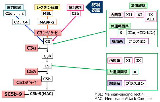 血液適合性試験(血栓性):補体活性化経路への血液凝固系因子の関与
